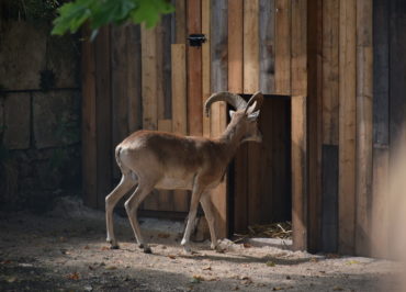 Aménagement d’un nouvel espace pour l’Urial de Boukhara