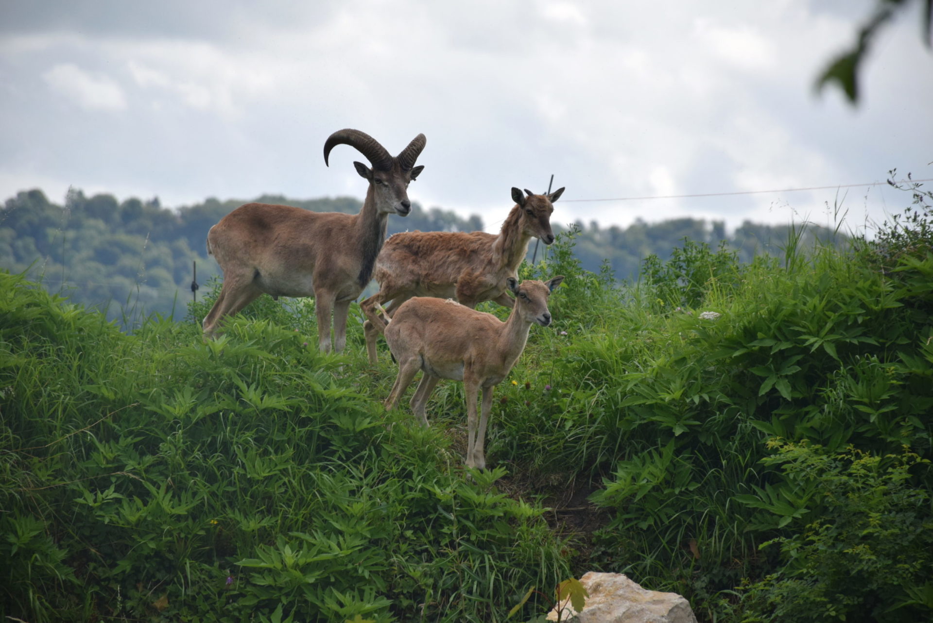 Aménagement d’un nouvel espace pour l’Urial de Boukhara